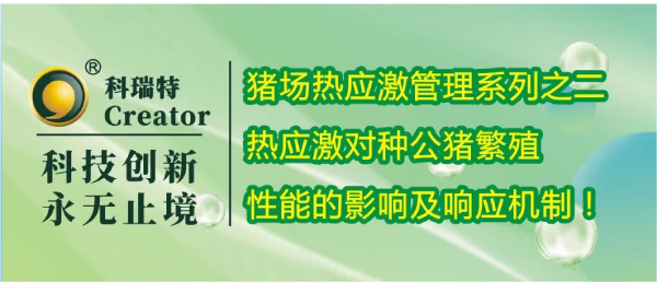 養(yǎng)殖技術(shù) | 熱應(yīng)激對種公豬繁殖性能的影響及響應(yīng)機(jī)制